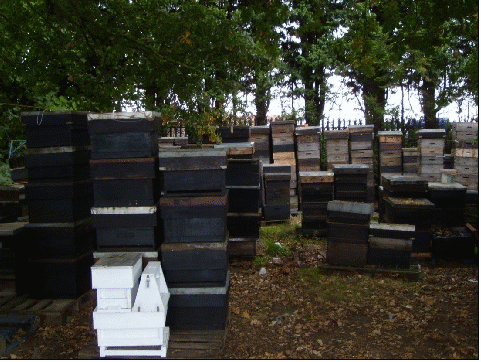Stacks of empty hives and supers