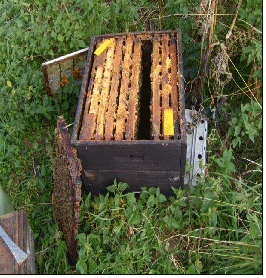 A hive with Queen Excluder