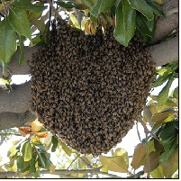 A swarm