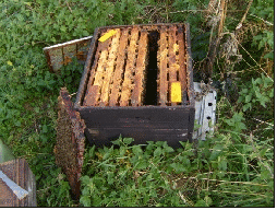 A frame full of bees placed out of the hiveto have enough space to inspect the other frames