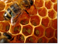 Beekeeping and honeybee